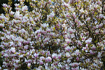 Image showing Branches of blooming magnolia with beautiful lowers