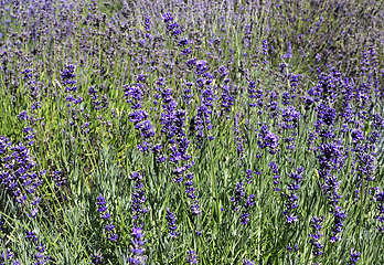 Image showing Beautiful blooming lavender in sunny summer