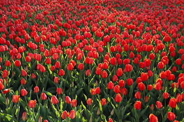 Image showing Beautiful red tulips, bright nature background