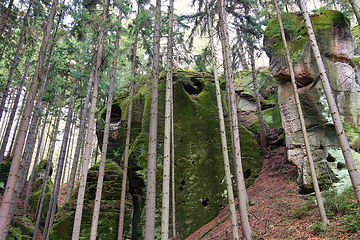 Image showing Mossy rocks in forest, Bohemian Paradise, Czech Republic