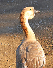 Image showing Duck