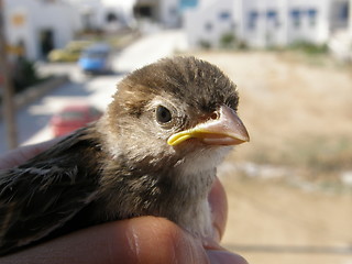 Image showing baby sparrow