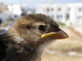 Image showing sparrow