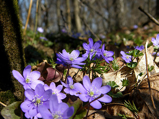 Image showing spring