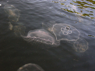 Image showing jellyfish