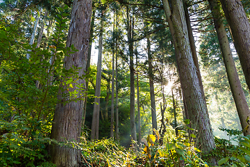 Image showing Green forest