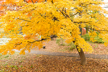 Image showing Ginkgo tree in autumn