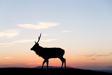 Image showing Fallow deer silhuette with a colorful sunset