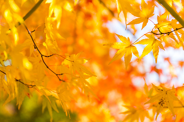 Image showing Autumn colored leaves