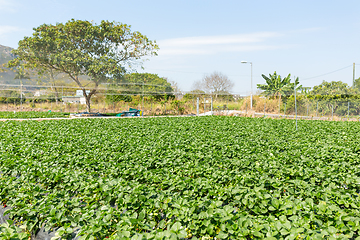 Image showing Green strawberry farm