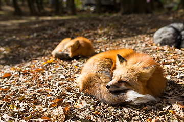 Image showing Sleepy fox