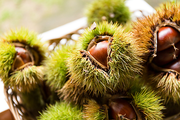 Image showing Chestnut bur