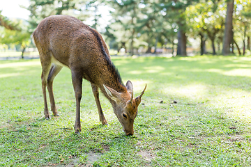 Image showing Deer eating grass