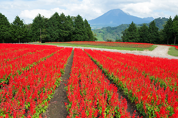 Image showing Salvia field and mount Daisen