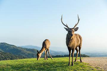 Image showing Deer Buck on mountain