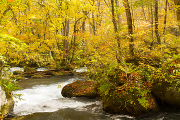 Image showing Oirase Mountain Stream in autumn