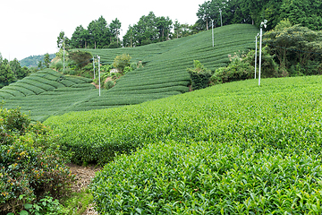 Image showing Tea field