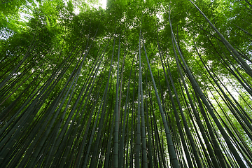 Image showing Green Bamboo forest