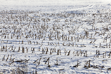 Image showing After snowfall