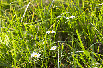 Image showing sunlit beautiful grass