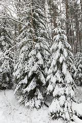 Image showing winter forest,