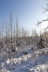 Image showing A young forest, in the winter