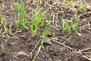 Image showing green stalks of wheat