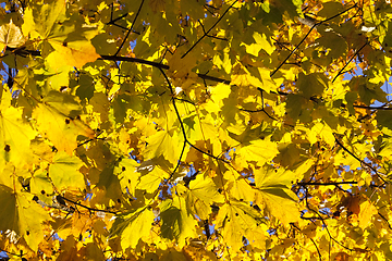 Image showing colorful maple leaves