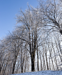 Image showing Trees on the hill