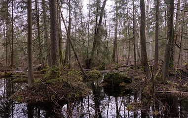 Image showing Springtime alder-bog forest