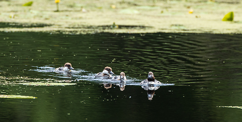 Image showing Common Goldeneye(Bucephala clangula) nestlings