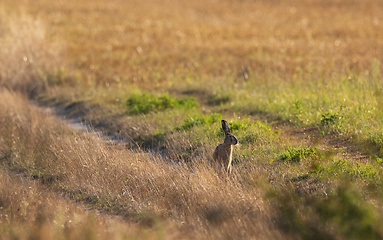 Image showing Hare in light of rising sun