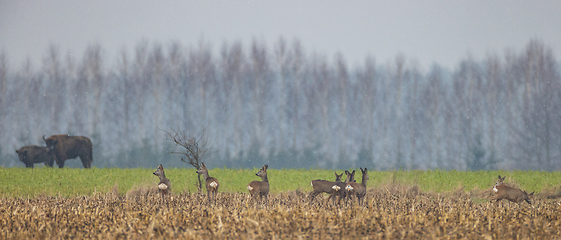 Image showing Running roe deer herd in autumn field