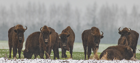 Image showing European Bison herd resting in snowfall