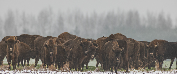 Image showing European Bison herd resting in snowfall