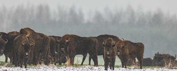 Image showing European Bison herd feeding in snowfall