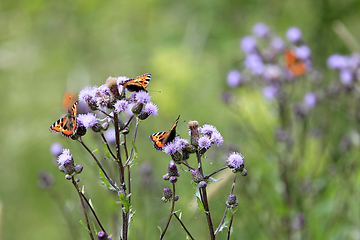 Image showing Small Tortoiseshell Butterflies Feeding on Cirsium Arvense Thist