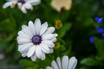 Image showing White chrysanthemums closeup