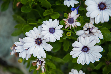 Image showing White chrysanthemums closeup