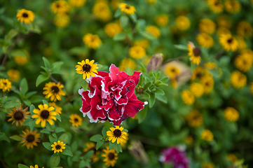 Image showing Field of yellow flowers of orange coneflower also called rudbeckia