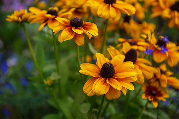 Image showing Field of yellow flowers of orange coneflower also called rudbeckia