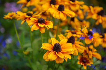 Image showing Field of yellow flowers of orange coneflower also called rudbeckia