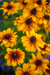 Image showing Field of yellow flowers of orange coneflower also called rudbeckia