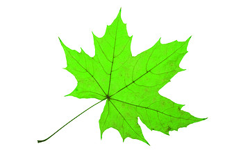 Image showing Maple Leaf