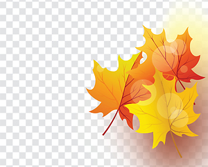 Image showing Maple leaves on transparency grid