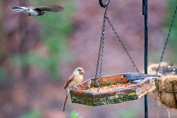 Image showing backyard birds around bird feeder