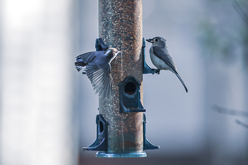 Image showing backyard birds around bird feeder