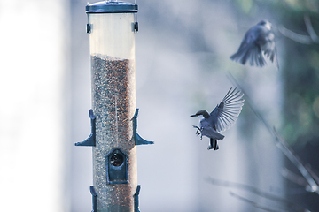 Image showing backyard birds around bird feeder