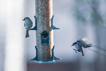 Image showing backyard birds around bird feeder