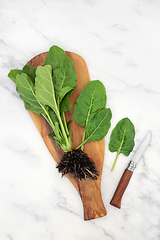 Image showing Freshly Picked Organic Spinach Plant with Root Ball 